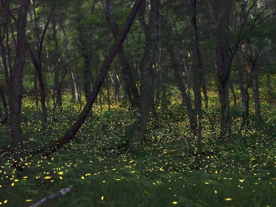 Mt. Oritsume Glows by Light of Himebotaru Fireflies in Iwate Prefecture ...